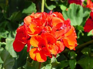 geranium